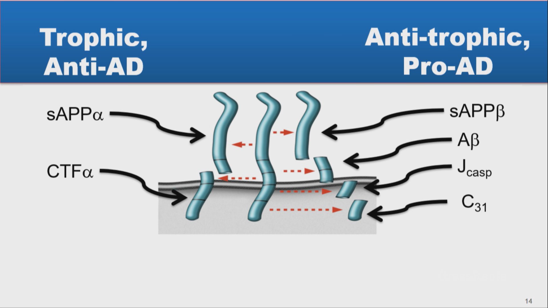 6th Annual AspenBrainLab - "Impaired Brain"