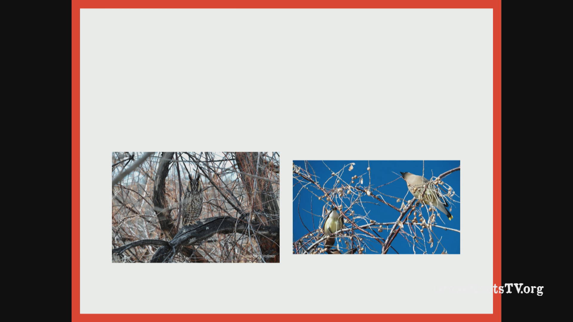 Thumbnail image for Naturalist Nights - "No Boundaries for Birds: Saving Tropical Birds in the Roaring Fork Valley"